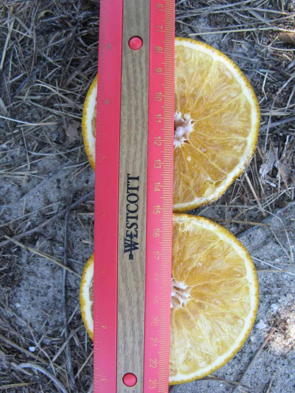              Fruit cross-section (Winter Haven, FL)       